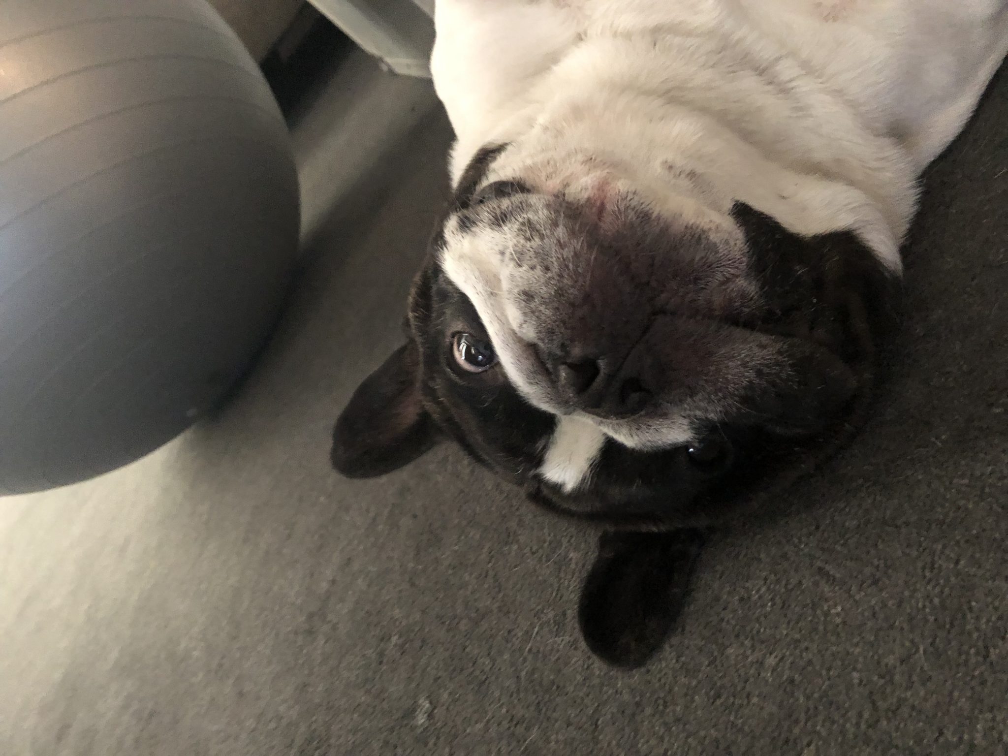 Clyde The French Bulldog BOAS Surgery Melbourne Bulldog Clinic