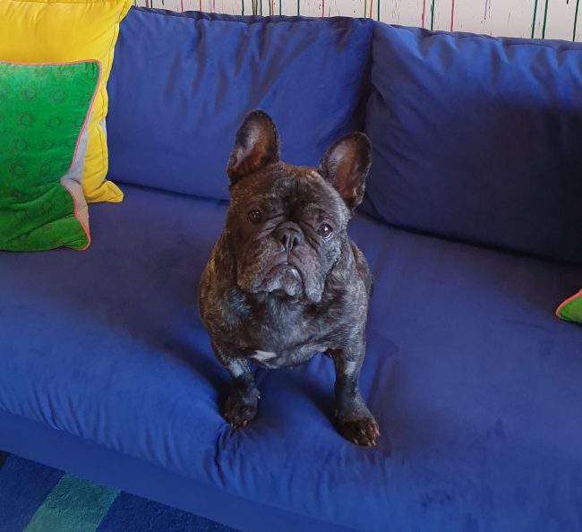 Dog_Marley-Sansom-2 Marley