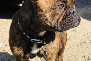 Trevor_Cheron_Frenchie Trevor