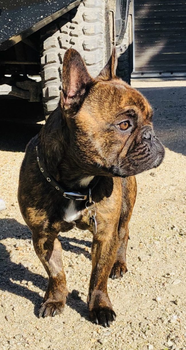 Trevor_Cheron_Frenchie Trevor