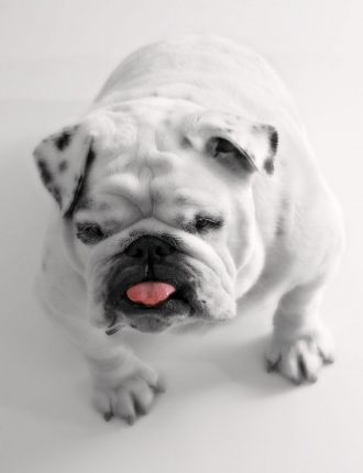 Dog-Bulldog-White