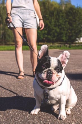 Dog-Frenchie-on-lead