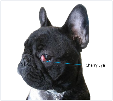 Eye Problems - Melbourne Bulldog Clinic