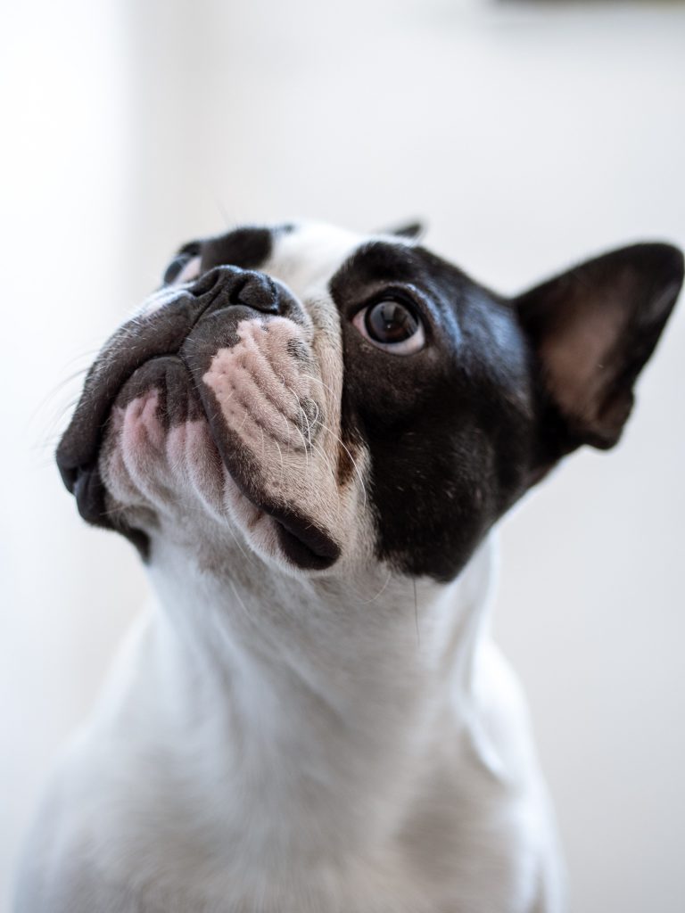 what is the difference between vomiting and regurgitation in dogs