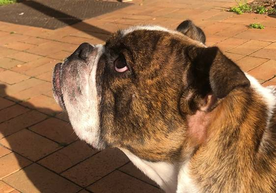 English best sale bulldog nose