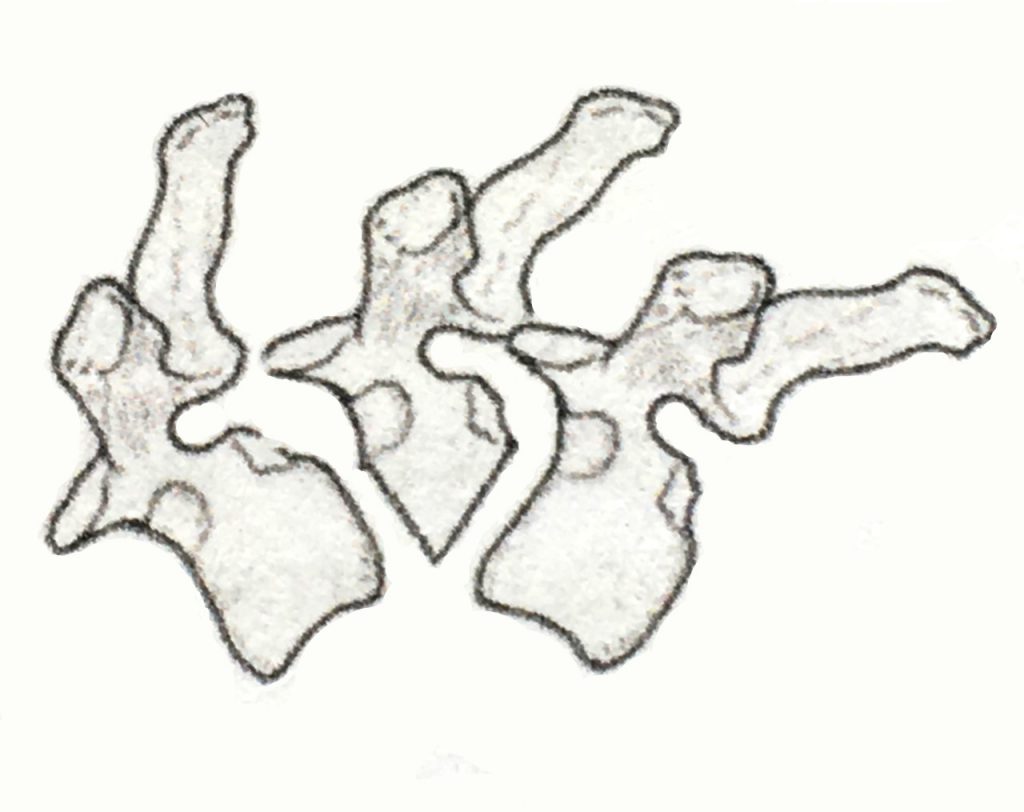 Hemivertebrae & Vertebral Malformation Melbourne Bulldog Clinic