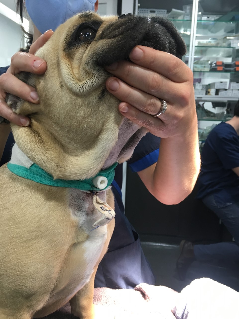 how to put a trach tube in a dog