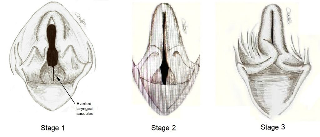 Laryngeal Collapse - Melbourne Bulldog Clinic