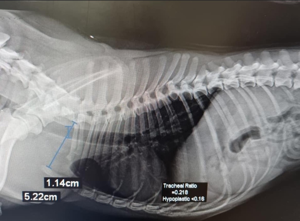 Hypoplastic Trachea Melbourne Bulldog Clinic