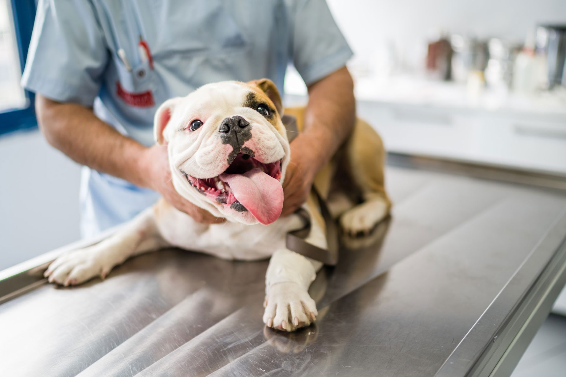 Home Melbourne Bulldog Clinic Home Melbourne Bulldog Clinic